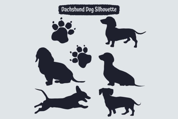 Dachshund Dog in Different Positions